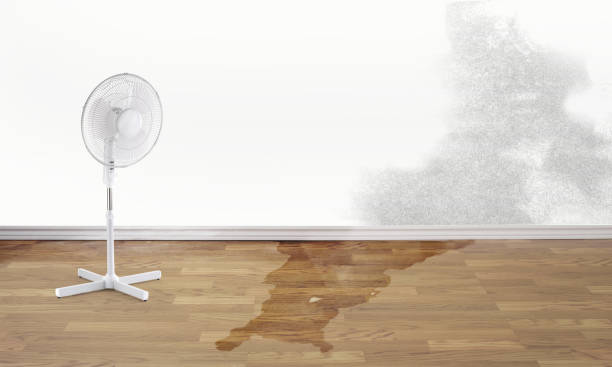 Best Professional water damage repair  in Spring Hope, NC